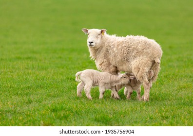 Ewe or female sheep in lush green field with two newborn, twin lambs suckling milk.  Springtime.  Clean background.  Horizontal.  Space for copy.  Yorkshire, England.