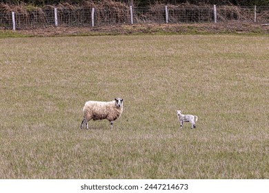 A ewe and her lamb in springtime, standing in a field and looking at the camera
