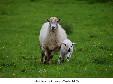 ewe and lamb