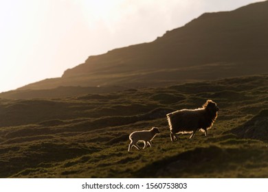 Ewe With A Lamb With Backlighting, Bøur, Vágar, Faroe Islands, Denmark