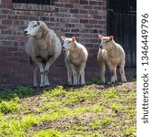 Ewe and Lambs