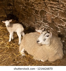 Ewe and Lambs
