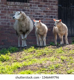 Ewe and Lambs