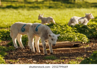 Ewe with lambs in meadow in springtime
