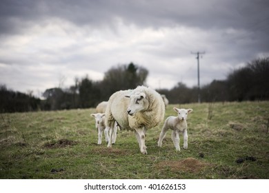 Ewe A Nd Lambs. Sheep In Cotswolds Landscape