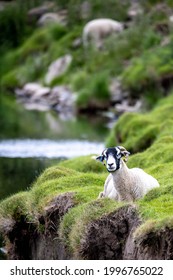 Ewe on river bank Yorkshire Dales