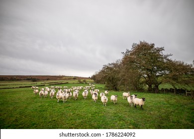 Ewe Sheep And Lambs In A Group