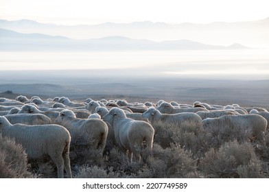 Ewe sheep on a wintery morning overlooking a foggy desert.