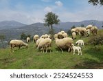 Ewe sheep -ovis aries- nursing two lambs, standing in a field with other sheep in the background