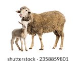 Ewe Sopravissana sheep with her lamb, isolated on white