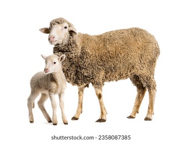 Ewe Sopravissana sheep with her lamb, isolated on white