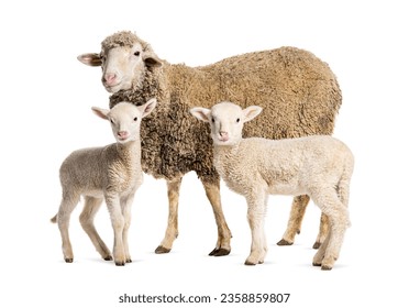 Ewe Sopravissana sheep with her lambs, isolated on white