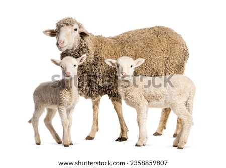 Ewe Sopravissana sheep with her lambs, isolated on white 商業照片 © 