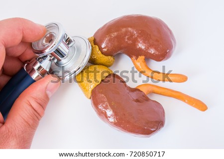 Examination of adrenal gland. Doctor holding stethoscope in hand, conducting of exam of adrenal gland close up. Concept photo for diagnosis or treatment of adrenals as part of endocrine system
