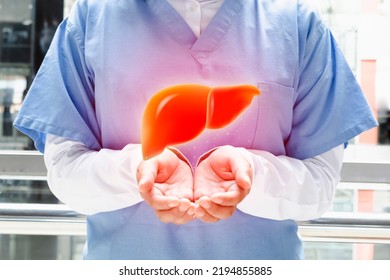 Examination For The Detection Of Gastroenterology Abnormalities. Medical Technology. Hands Of Health Personnel Showing The Liver. Hepatologist Human Organ Model