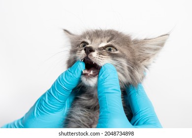 817 Vet dentistry Images, Stock Photos & Vectors | Shutterstock