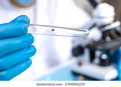 Examine a tick in a lab. Selective focus. nature.
