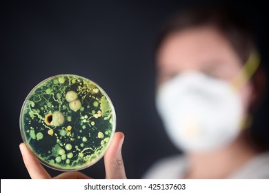 Examining Bacteria In A Petri Dish