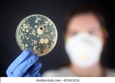 Examining Bacteria In A Petri Dish