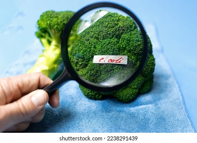 Examining a broccoli with a magnifying glass for bacteria, e coli food poisoning