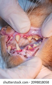 Мeterinarian Examining Cat's Teeth In Clinic. The Cat Has Diseased Teeth And Gums. Tartar Of Angular Teeth