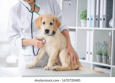 Examining of lovely dog by stethoscope in vet clinic - Powered by Shutterstock