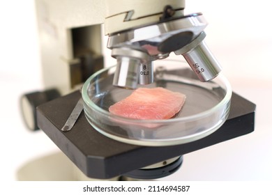 Examining Organic Meat Under A Microscope. Cultivation Of Artificial Meat. Organic Compounds. Scientific Laboratory Research.