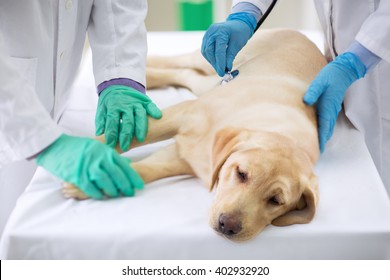 Examining Sick Dog At Vet Ambulance