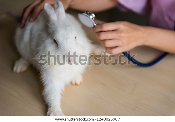 bunny health care