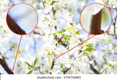 Example aberration chromatic or spherical  - image error. Blurred color outline. The deviation of the rays from the focus of the collective lens glass. - Shutterstock ID 1754750483