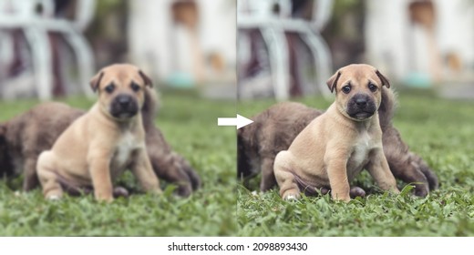 Example of AI deblurring Technology to correct an unfocused image of a puppy. Before and after comparison. - Shutterstock ID 2098893430