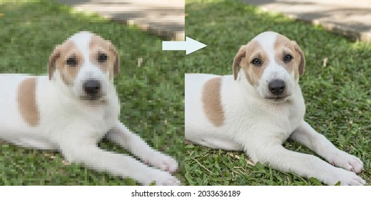 Example of AI Photo upscaling technology - A pixelated picture of a puppy on the left, and the the enhanced version on the right. - Shutterstock ID 2033636189