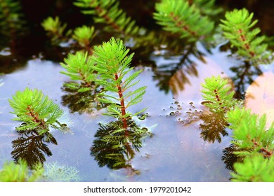 Example of an aquatic plant.