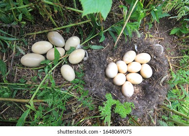 Example Of Brood Parasitism 2. Owner Of Nest Is Velvet Scoter (Melanitta Fusca), But Sorted Out Two Eggs Of Eider, Five Of Tufted Duck-half Of Clutch Throw By Other Females. Islands Of Eastern Baltic