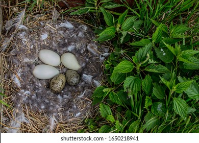 Example Of Brood Parasitism 3. Two Herring Gull Eggs In Eider Nest, But This Is Not Parasitism Since Eider Rolled Two Gull Eggs Into Its Nest Itself. Islands Of Eastern Baltic