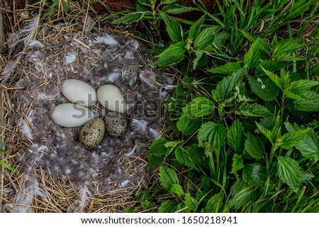 Example of brood parasitism 3. Two Herring gull eggs in Barnacle goose nest, but this is not parasitism since goose rolled two gull eggs into its nest itself. Islands of Eastern Baltic