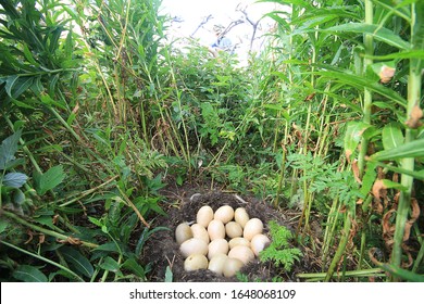 Example Of Brood Parasitism. Owner Of This Nest Is Velvet Scoter (Melanitta Fusca), But 2 Eggs Belong To Eider 5 To Tufted Duck - Half Of Clutch Expose By Other Females. Islands Of Eastern Baltic