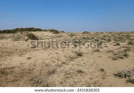 An example of a dune habitat formed by wind transport of sand to areas close to the Eastern Mediterranean coast for many years.
