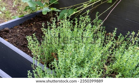 An example of a garden thyme (Latin: Thymus vulgaris) plant grows in a wooden planter box. Thyme is a perennial, medicinal, decorative, nectariferous, and spice herb often used in natural remedies.