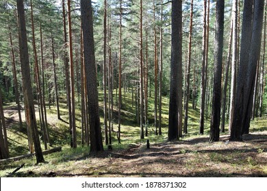 An example of geotropism on the trunks of pine trees located on the slope of a ridge near St. Petersburg