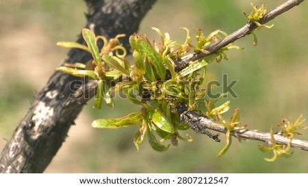 An example of Lagerstroemia indica being damaged by Phytoplasma
