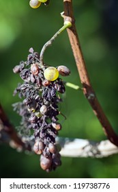 An Example Of Peronospora, Grape Disease