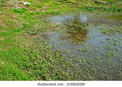 An example of poor storm sewerage. Rainwater has flooded the lawn or garden and won't go away. Errors in the design of the sewerage and drainage system.