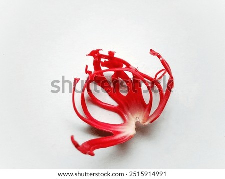 example of red mace from old nutmeg

