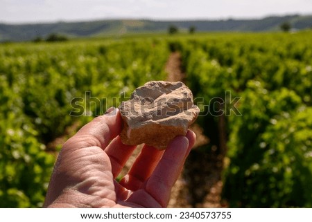 Example of terres blanches clay-limestone white soils on vineyards around Sancerre wine making village, rows of sauvignon blanc grapes on hills, Cher, Loire valley, France, hand with stone