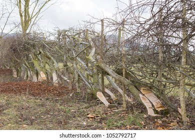 Example Of  Traditional Hedge Laying