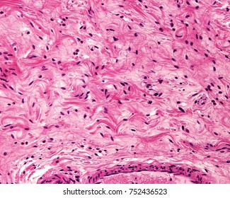 Connective Tissue Histology Images Stock Photos Vectors