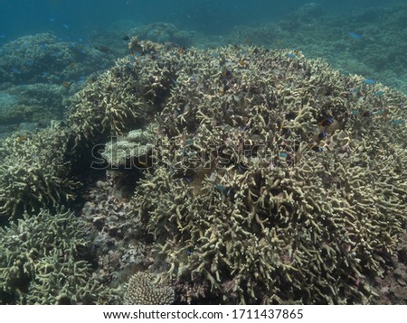 examples of bleached coral on the great barrier reef Stock photo © 