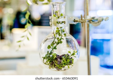 Examples of herbs in glass bottles for drug and cosmetics extraction with stand flask holder.