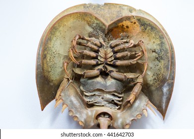 Examples Horseshoe Crab On The Table.